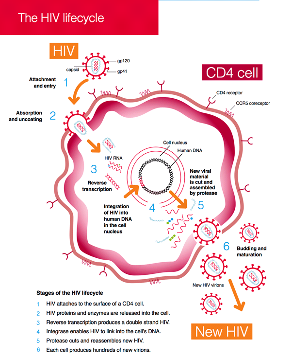 Wat is hiv? Hiv Vereniging